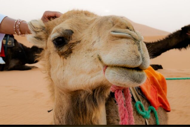 Morocco Itinerary 9 Days: Explore the Best of Morocco